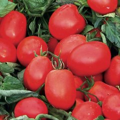 Насіння томатів Едвайзор F1 Esasem Леда 20 шт 11.2461 фото
