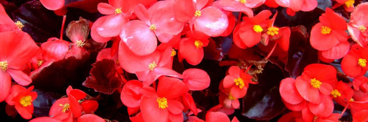 ТОП 5 цветочных культур для посева в феврале - #4 Бегония вечноцветущая узнать больше