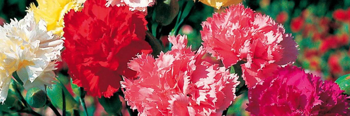 ТОП 5 цветочных культур для посева в феврале - #1 Гвоздика Шабо узнать больше