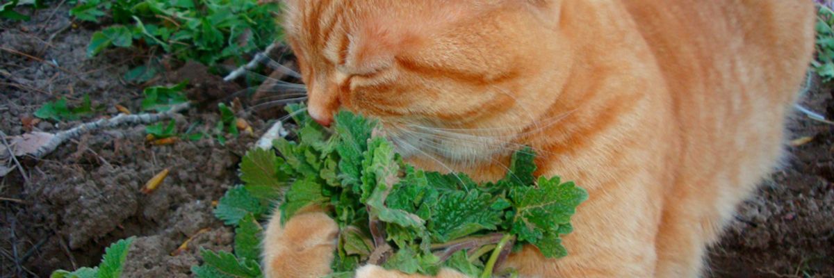 ТОП растений для ароматного чая: котовник узнать больше