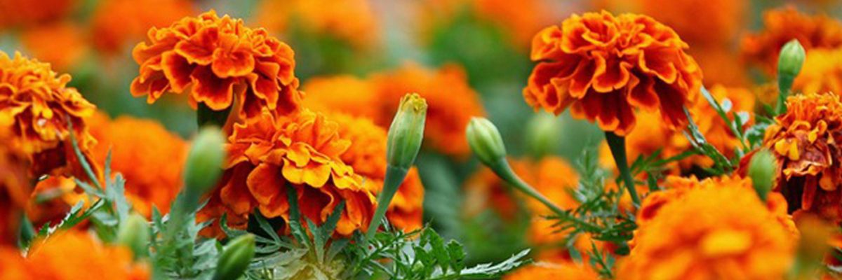 Цветы, незаменимые для красочной клумбы - бархатцы узнать больше