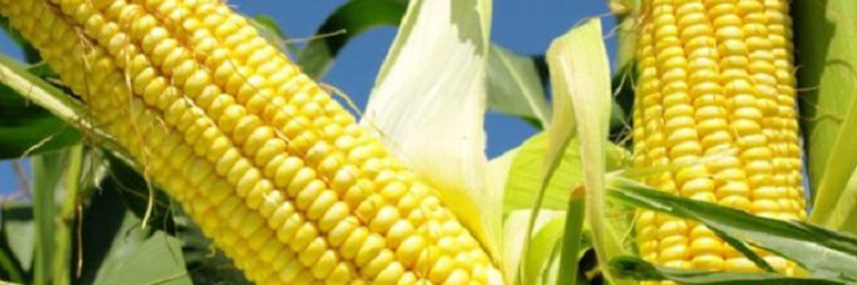 Кукурудза та огірки - взаємовигідне сусідство дізнатися більше