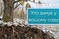 Хто зимує у вашому саду в очікуванні весни | Good Harvest дізнатися більше