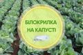 Білокрилка на капусті: як розпізнати і знищити шкідника дізнатися більше