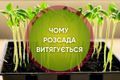 Чому витягується розсада та як це виправити дізнатися більше