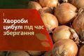 Чорніє цибуля: що робити і як урятувати врожай дізнатися більше