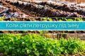 Коли сіяти петрушку під зиму восени: строки посіву | Good Harvest дізнатися більше