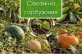 Після чого садити огірки, кабачки й гарбузи: сівозміна | Good Harvest дізнатися більше