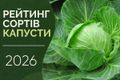 Рейтинг сортів капусти 2026 дізнатися більше