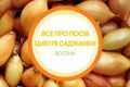 Цибуля саджанка осіннього посіву: сорти й коли садити | Good Harvest дізнатися більше