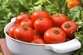 Як обрати фунгіциди для томатів дізнатися більше