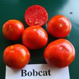 Семена томатов Бобкат F1 Syngenta 10 шт - купить | Good Harvest