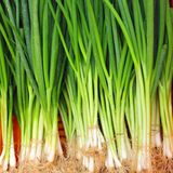 Семена лука-батун Апрельский Gl Seeds 3 г - купить | Good Harvest
