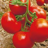 Семена томатов Роксолана безрассадный Агромакси 0,4 г - купить | Good Harvest