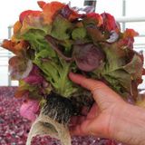Насіння салату листового Руксай дуболістная Rijk Zwaan Агропак драже 15 шт - купити | Good Harvest