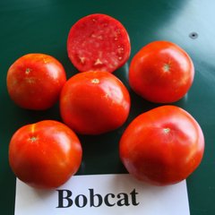 Насіння томатів Бобкат F1 Syngenta 10 шт