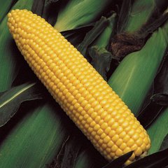 Семена кукурузы Бондюелька F1 ( ГСС 3071) Syngenta Агропак 50 г 11.2701 фото