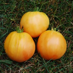 Семена томатов Ананасный 0,1 г 11.2153 фото