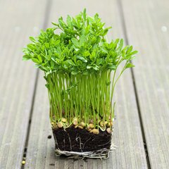 Семена микрозелени чечевицы 10 г 19.0323 фото