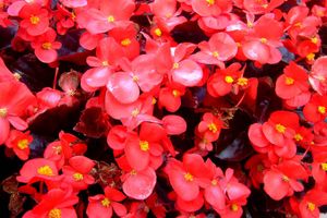ТОП 5 цветочных культур для посева в феврале - #4 Бегония вечноцветущая узнать больше