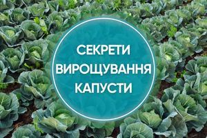 Вирощування пізньої капусти: великі головки без компромісів дізнатися більше