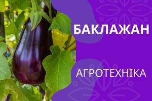 Агротехніка баклажанів дізнатися більше