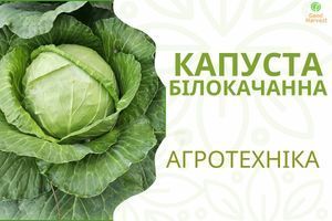 Агротехника капусты: сроки, рассада, выращивание узнать больше