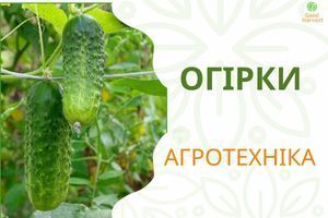 Агротехника огурцов: открытый грунт, теплица, шпалера узнать больше