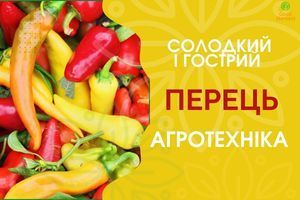 Агротехніка перцю дізнатися більше