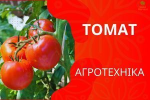 Агротехніка томатів дізнатися більше