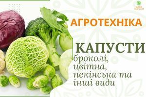 Агротехника видов капусты: брокколи, цветная, брюссельская и др узнать больше