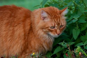 ТОП растений для ароматного чая: котовник узнать больше