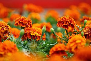 Квіти, незамінні для барвистої клумби - чорнобривці дізнатися більше