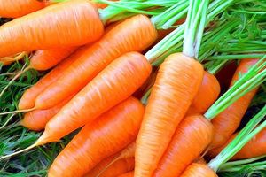 Морква - смачний, красивий та дуже корисний овоч дізнатися більше