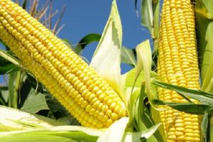 Кукурудза та огірки - взаємовигідне сусідство дізнатися більше