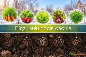 Підзимній посів овочів: що посіяти під зиму та коли дізнатися більше