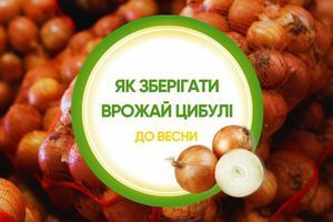Як зберігати цибулю, щоб не гнила: умови й строки дізнатися більше