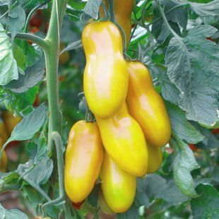 Семена томатов Банан желтый Gl Seeds 0,1 г 11.2052 фото