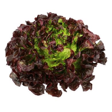 Насіння салату листового Руксай дуболістная Rijk Zwaan Агропак драже 15 шт 19.0292 фото