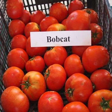 Насіння томатів Бобкат F1 Syngenta 10 шт