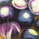 Семена физалиса пурпурного 0,1 г
