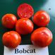 Семена томатов Бобкат F1 Syngenta 10 шт