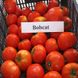 Семена томатов Бобкат F1 Syngenta 10 шт