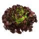 Насіння салату листового Руксай дуболістная Rijk Zwaan Агропак драже 15 шт