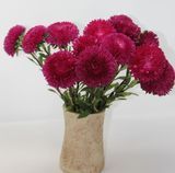 Насіння айстри Сірінга Satimex червона 0,1 г купити | Good Harvest