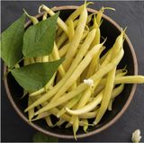 Семена фасоли спаржевая зеленая Фруидор Clause 20 шт - купить | Good Harvest