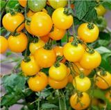 Насіння томата Сильєгія Джала Сонячний Март 20 шт - купити | Good Harvest