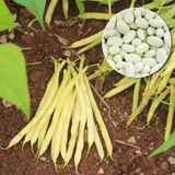 Насіння квасолі спаржева жовта Корона кущова Gl Seeds 15 г - купити | Good Harvest