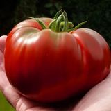 Семена томатов Шапка Мономаха 0,1 г - купить | Good Harvest