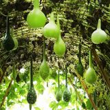 Семена лагенарии Боттлз Gl Seeds 5 шт - купить | Good Harvest